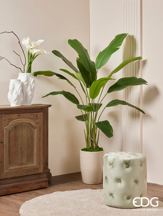 EDG Enzo De Gasperi Chic Strelitzia Planta con Maceta Al. 155 cm