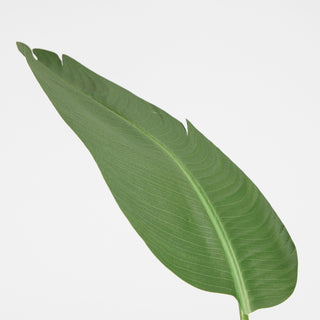 EDG Enzo De Gasperi Chic Strelitzia Planta con Maceta Al. 180 cm