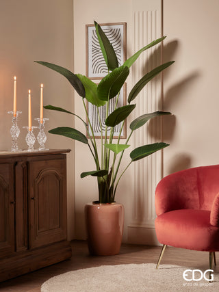 EDG Enzo De Gasperi Chic Strelitzia Planta con Maceta Al. 180 cm