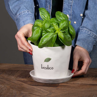 Simple Day Basil Vase with Stoneware Saucer
