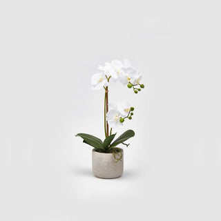 EDG Enzo De Gasperi pianta con vaso Orchidea Phal 2 fiori Bianco h42 cm