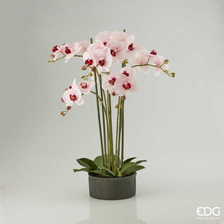 EDG Enzo De Gasperi Real Phalaenopsis Orchid 6 flowers H72 cm Fuchsia