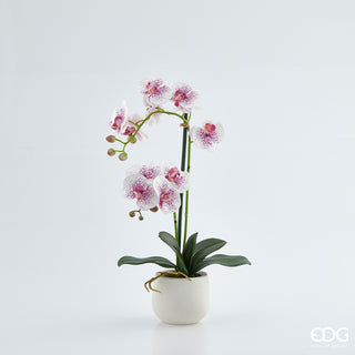EDG Enzo De Gasperi Real Phalaenopsis Orchid 2 Fuchsia flowers h53 cm