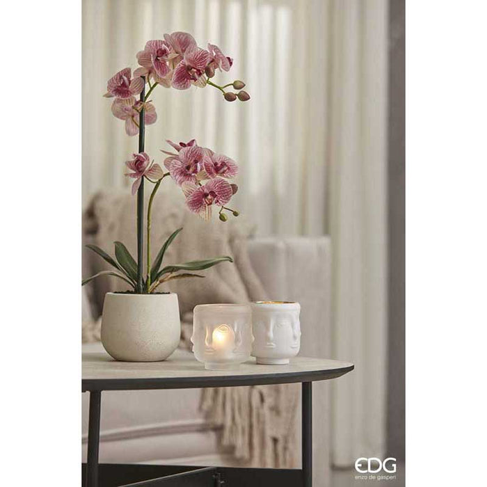EDG Enzo De Gasperi Orchidea Phalaenopsis Real 2 fiori Rosa h53 cm