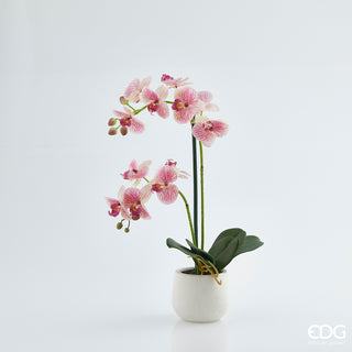 EDG Enzo De Gasperi Orchidea Phalaenopsis Real 2 fiori Rosa h53 cm