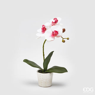 EDG Enzo De Gasperi Orchidea con Vaso H30 cm