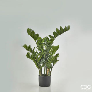 EDG Enzo De Gasperi Zamifolia planta 9 ramas con maceta h90 cm