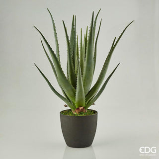 EDG Enzo De Gasperi pianta con vaso Aloe Chic h70 cm
