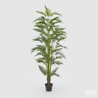 EDG Enzo De Gasperi Areca palm plant with pot H200 cm