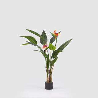 EDG Enzo De Gasperi Strelitzia planta con maceta 2 flores h 125 cm