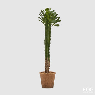EDG Enzo De Gasperi Cactus West x1 with Pot H74 cm – Le Gioie