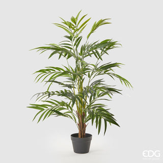 EDG Enzo De Gasperi Pianta Palma Arecaceae Chic con Vaso 120 cm