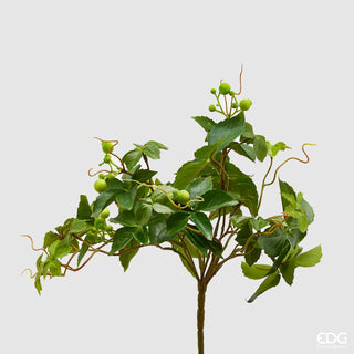 EDG Enzo De Gasperi Small bush of Parthenocissus Cadente H23 cm