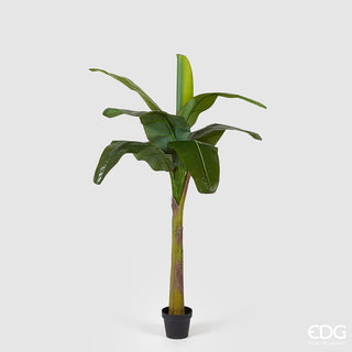 EDG Enzo De Gasperi Banana plant 9 leaves with pot H170 cm