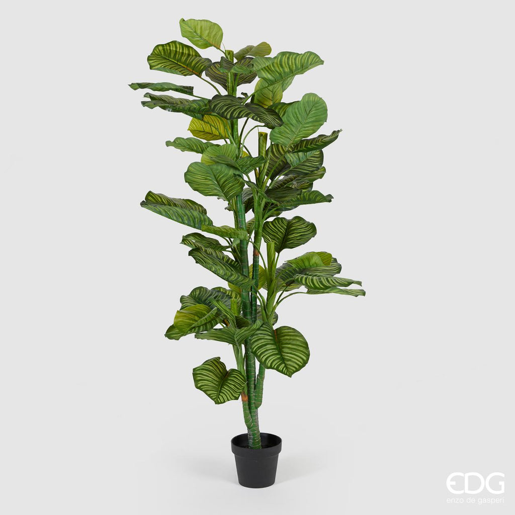 EDG Enzo De Gasperi Pianta Artificiale Calathea Bell con Vaso H115