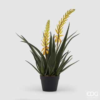 EDG Enzo De Gasperi plant with pot Aloe West 2 flowers H70 cm