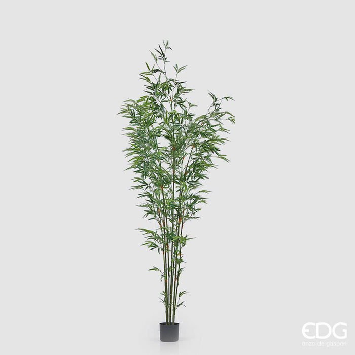 EDG Enzo De Gasperi Pianta Bamboo con vaso H 185cm