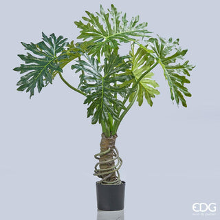 EDG Enzo De Gasperi Philodendron Bell planta con maceta h120 cm
