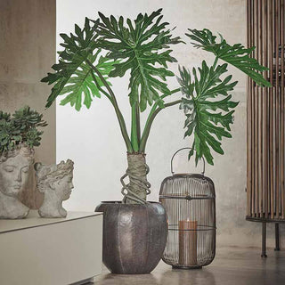 EDG Enzo De Gasperi pianta con vaso Filodendro Bell h120 cm
