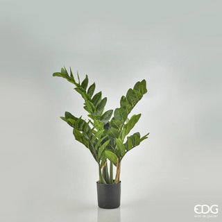 EDG Enzo De Gasperi Zamifolia planta con maceta 7 ramas h70 cm