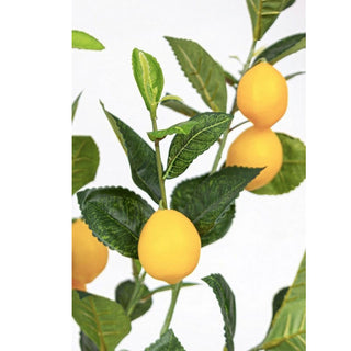 Andrea Bizzotto Lemon plant with vase 198 leaves H120 cm