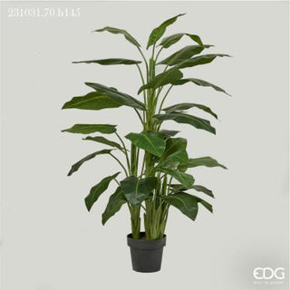 EDG Enzo De Gasperi Calla plant with vase h145 cm