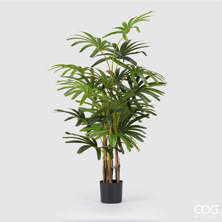 EDG Enzo De Gasperi Rapigracilis palm plant H160 cm