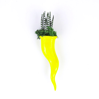 Paola Rolando Succulent Plant in Croissant H14 cm Yellow