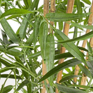 Andrea Bizzotto Pianta Bamboo con vaso H 155cm