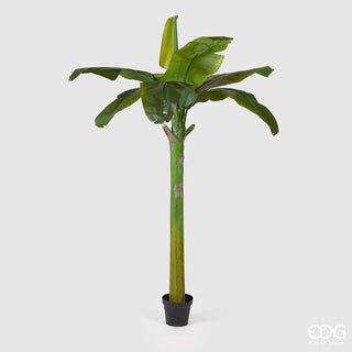 EDG Enzo De Gasperi Banana plant with pot H185 cm