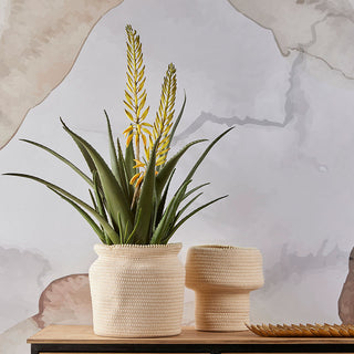 EDG Enzo De Gasperi pianta con vaso Aloe West 2 fiori H70 cm