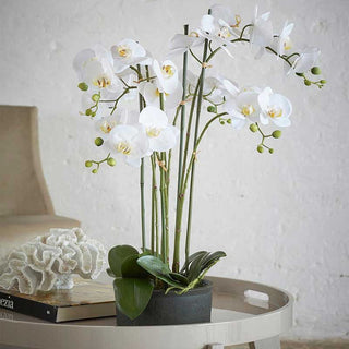EDG Enzo De Gasperi Phalaenopsis Orquídea real 6 flores H72 cm Blanco