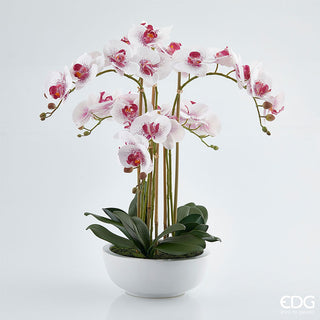EDG Enzo De Gasperi Orquídea Phalaenopsis 6 flores H64 cm Blanco y rosa