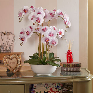 EDG Enzo De Gasperi Orchidea Phalaenopsis 6 fiori H64 cm Bianca e Rosa