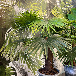 EDG Enzo De Gasperi Camerus palm plant 10 leaves H100 cm
