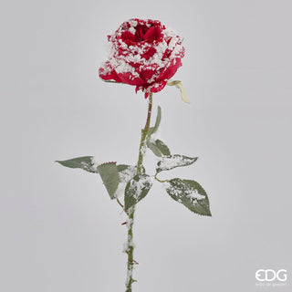 EDG Enzo de Gasperi Snowy Rose H39 cm
