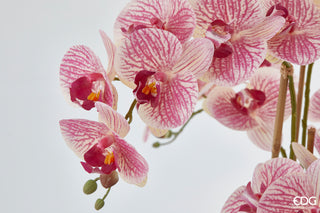 EDG Enzo De Gasperi Orchidea Phalaenopsis 6 fiori H64 cm Rosa