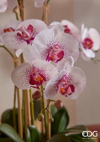 EDG Enzo De Gasperi Orquídea Phalaenopsis 6 flores H64 cm Blanco y rosa