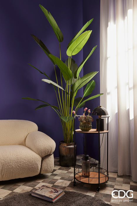 Ficus Umbrellata Con Vaso H150cm | Edg - Enzo De Gasperi Ficus Umbrellata Con Vaso H150cm | Edg - Enzo De Gasperi