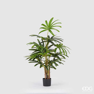 EDG Enzo De Gasperi Rapigracilis palm plant H120 cm