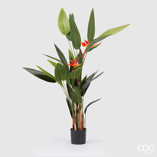 EDG Enzo De Gasperi Strelitzia planta con maceta 3 flores h175 cm